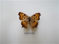 藏品(緋蛺蝶)的圖片